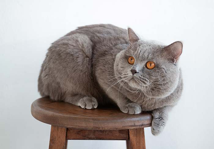 Британский короткошерстный кот, фото фотография