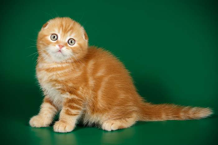 Скоттиш-фолд, шотландский вислоухий котенок, фото фотография