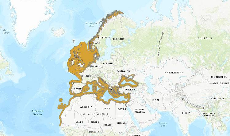 Обыкновенная султанка, барабулька (Mullus barbatus),  карта ареал обитания