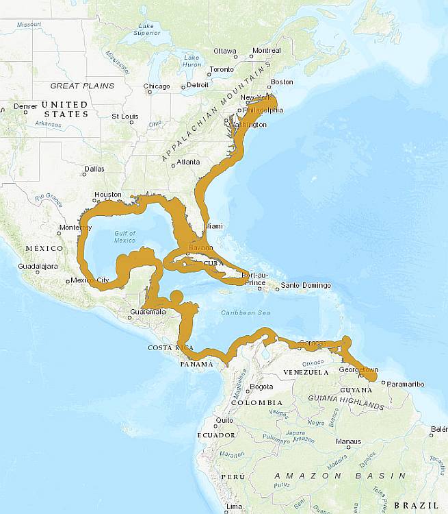 Золотистая барабуля (Mullus auratus), карта ареал обитания