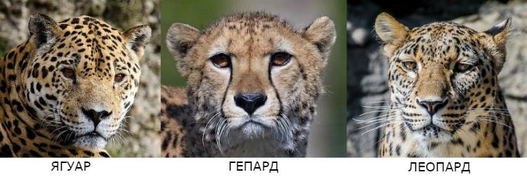 Сравнение головы ягуара, гепарда и леопарда, фото фотография