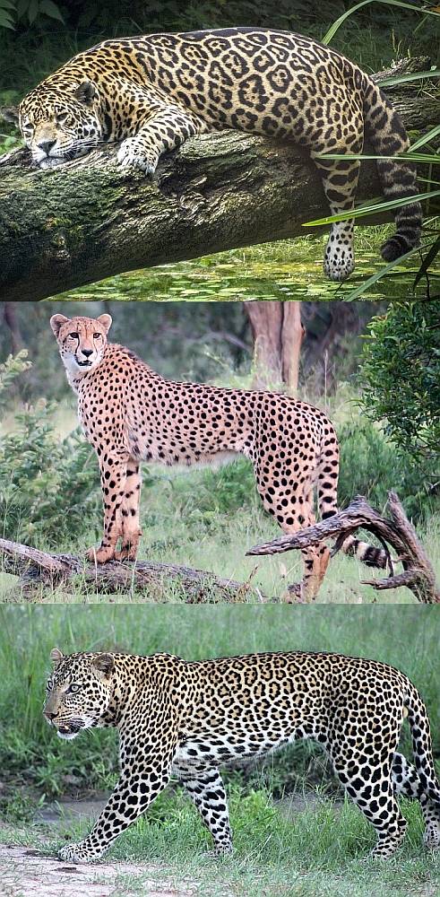 Сравнение внешнего вида и телосложения ягуара, гепарда и леопарда, фото фотография