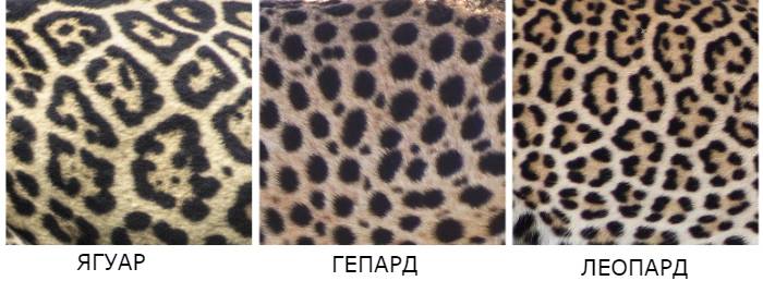 Сравнение шкуры меха окраса ягуара, гепарда и леопарда, фото фотография