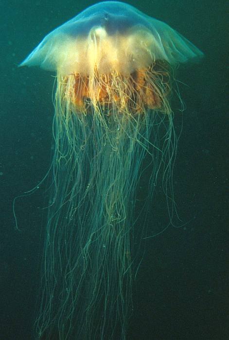 Волосистая цианея (лат. Cyanea capillata, Cyanea arctica), фото фотография медузы