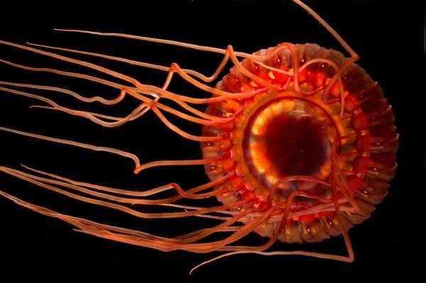 Atolla wyvillei, фото фотография медузы