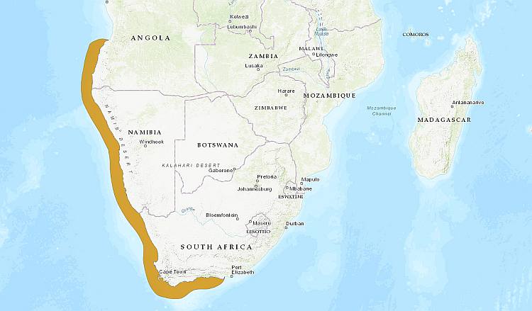 Капская мерлуза, или южноафриканская мерлуза, или капский хек (Merluccius capensis), ареал карта схема распространения