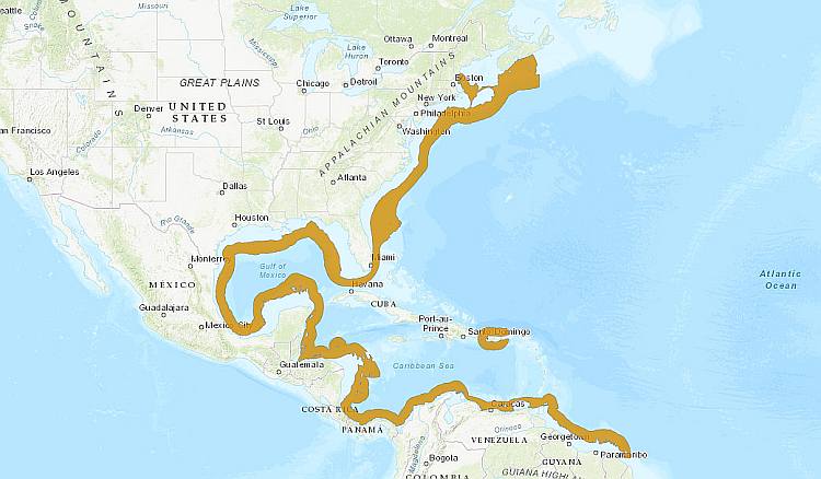 Североамериканская глубоководная мерлуза (Merluccius albidus), ареал карта схема распространения