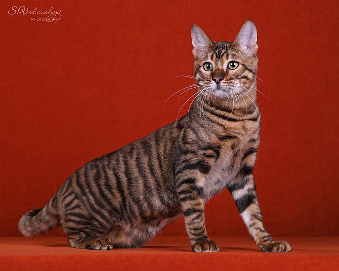 Тойгер, фото фотография породы кошек
