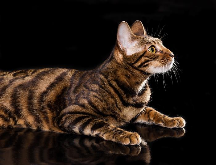 Тойгер, фото фотография породы кошек