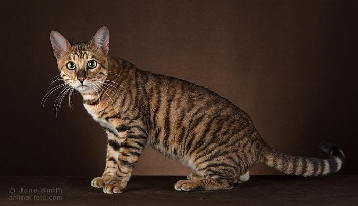 Тойгер (Toyger cat), кошки породы кошек фото