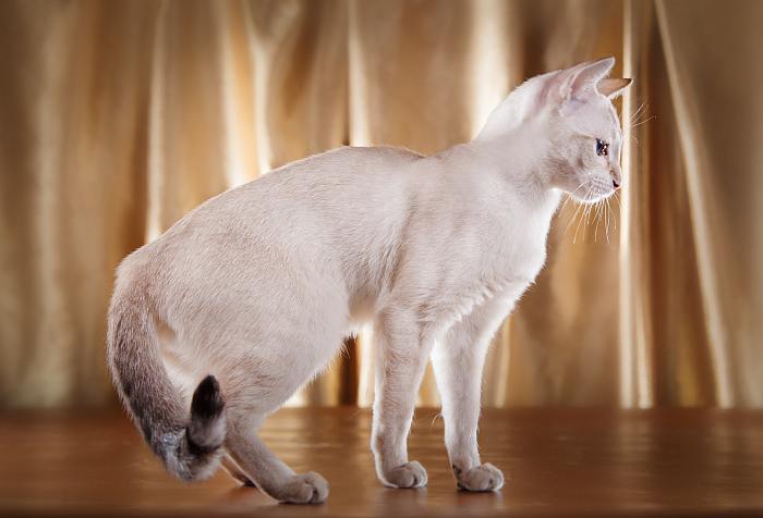 Тонкинская кошка, тонкинез, фото фотография