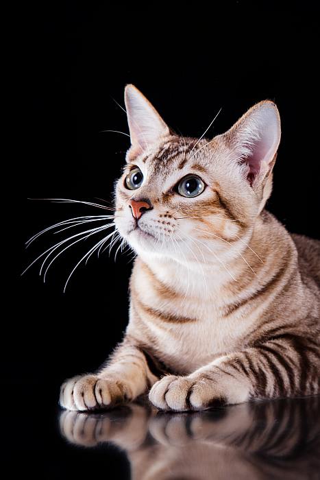 Тонкинская кошка, тонкинез, фото фотография