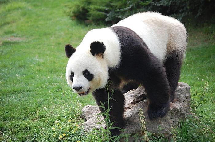 Большая панда, или бамбуковый медведь (Ailuropoda melanoleuca), фото фотография хищники