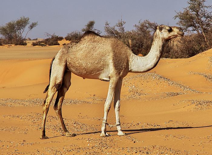 Одногорбый верблюд (Camelus dromedarius), или дромедар (дромадер), фото фотография
