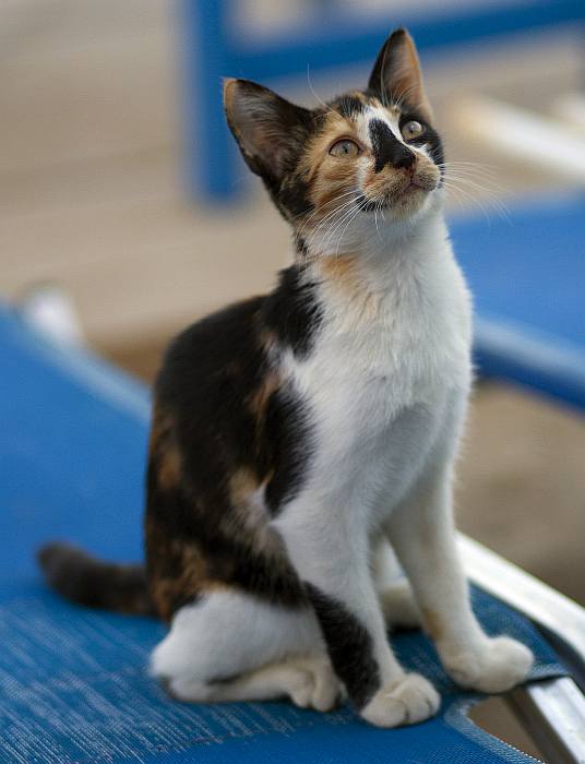 Эгейская кошка котенок, фото породы кошек фотография
