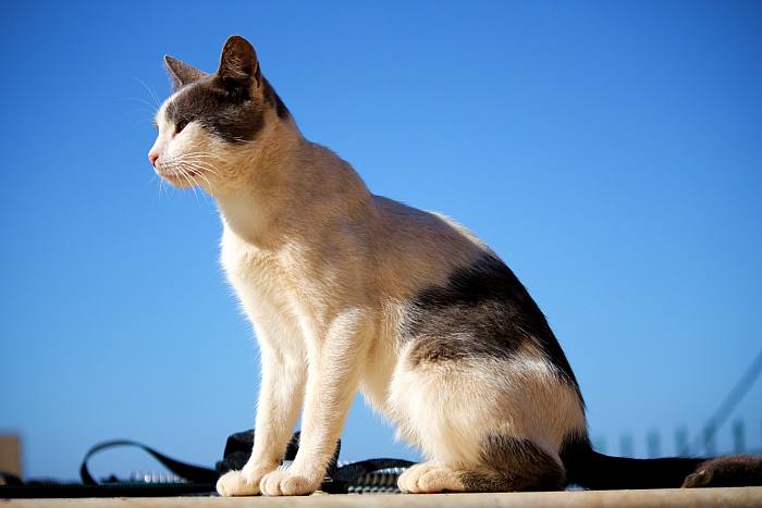 Эгейская кошка, фото породы кошек фотография