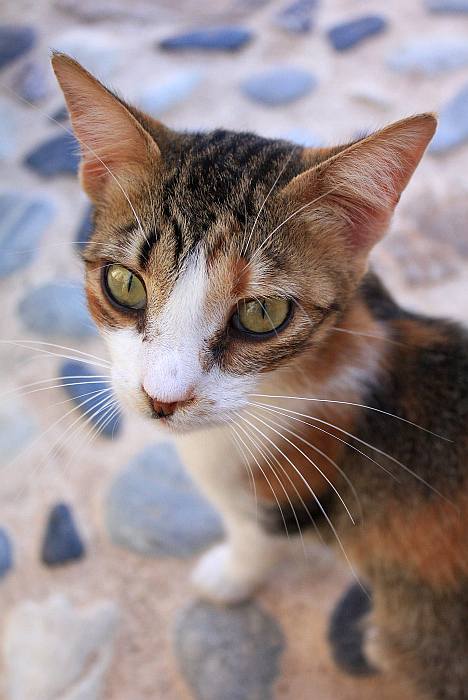Эгейская кошка, изображение породы кошек