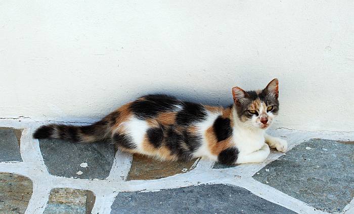Эгейская кошка, фото породы кошек фотография