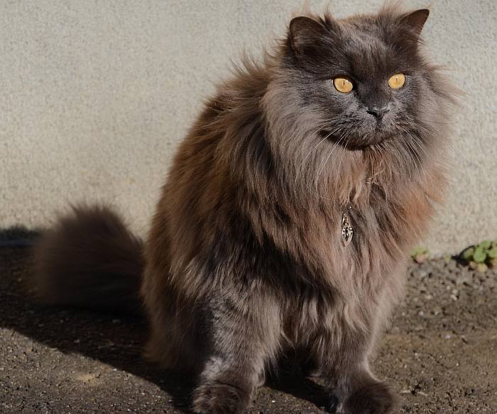 Шантильи-тиффани, фото фотография породы кошек