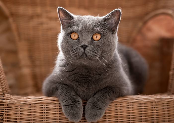 Шартрез, картезианская кошка, фото породы кошек фотография картинка