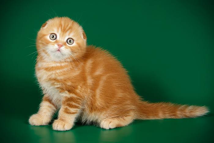 Котенок шотландской вислоухой кошки, скоттиш-фолда, фото породы кошек картинка