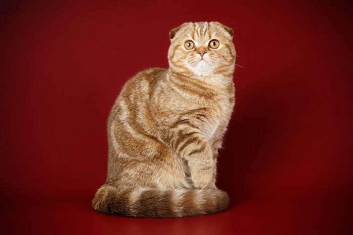 Шотландская вислоухая кошка, или скоттиш-фолд, фото породы кошек котов фотография