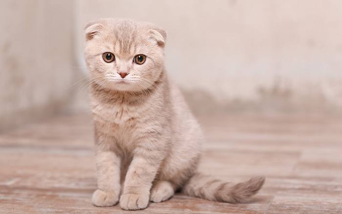 Шотландская вислоухая кошка, или скоттиш-фолд, фото породы кошек котов фотография