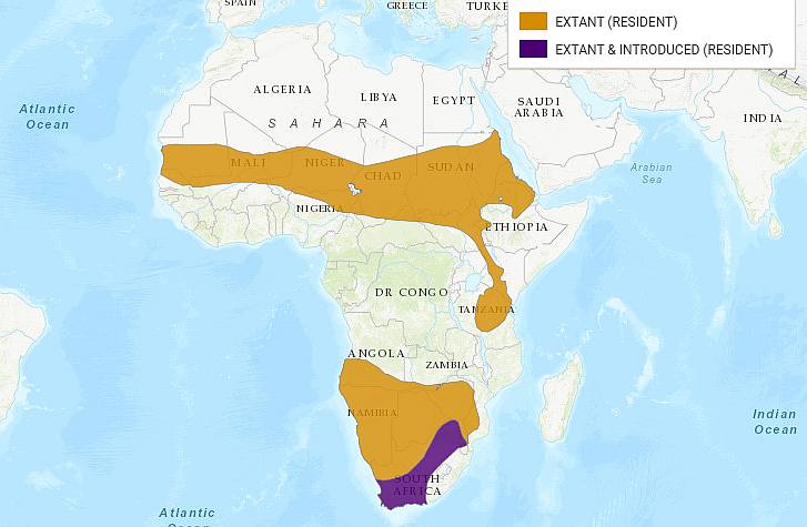 Африканский, или обыкновенный страус (Struthio camelus), ареал карта распространение