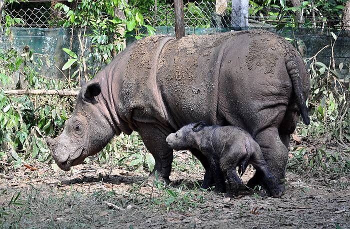 Суматранский носорог (лат. Dicerorhinus sumatrensis), фото фотография