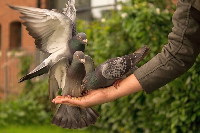 Сизые городские голуби, фото фотография птицы