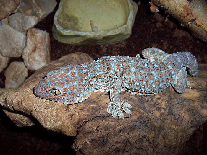 Геккон-токи (Gekko gecko), фото фотография