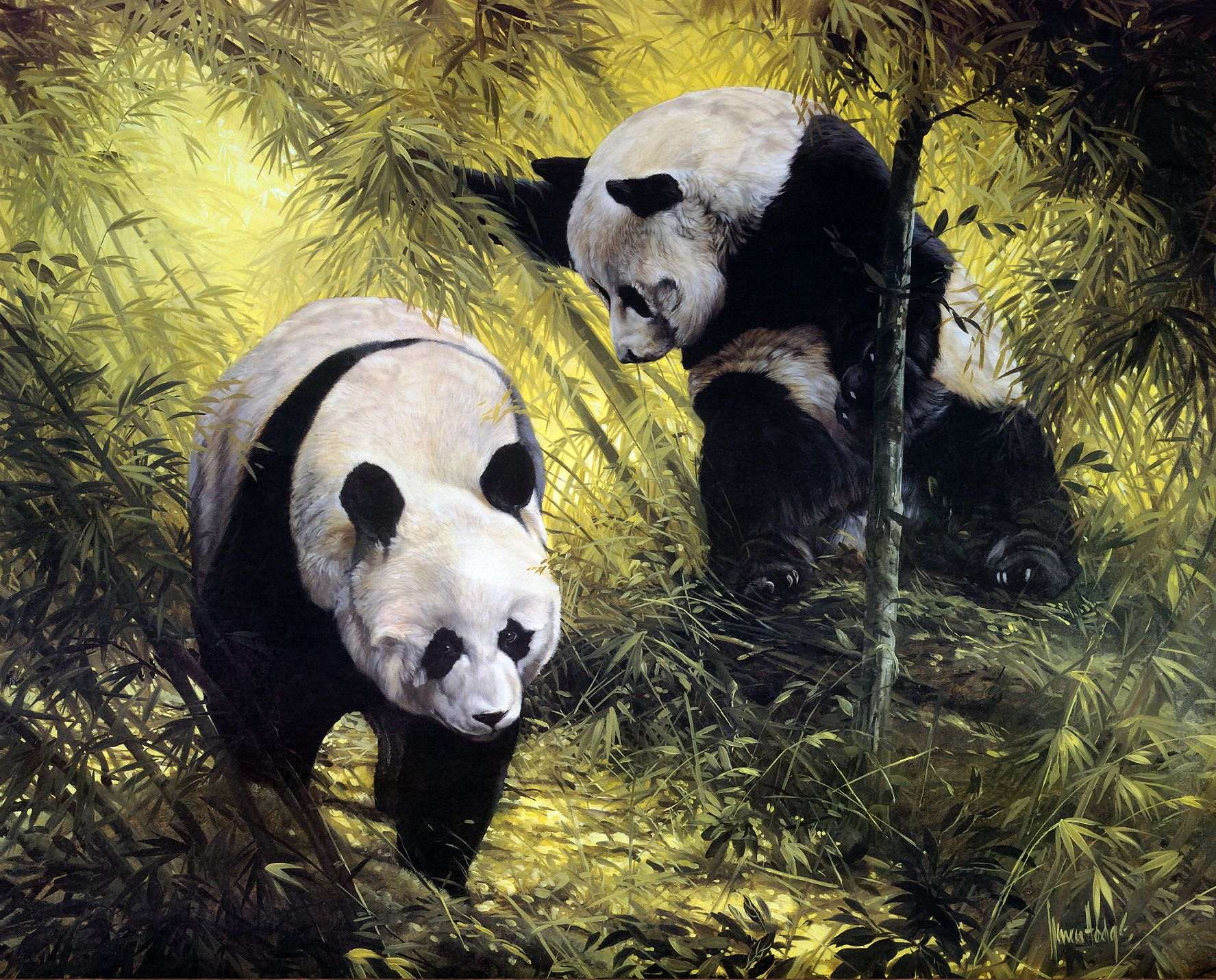 Панды китайские, фото фотография картинка обои