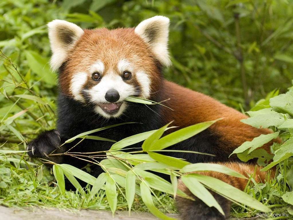 Малая панда (Ailurus fulgens) красная панда, фото хищные животные медведи фотография картинка