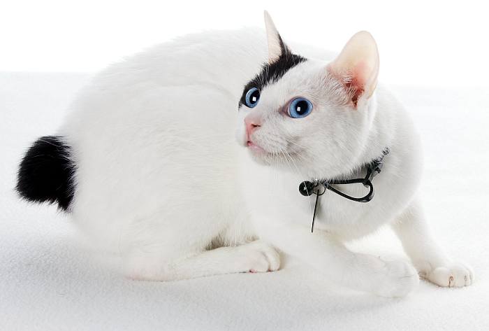 Японский бобтейл, фото породы кошки фотография