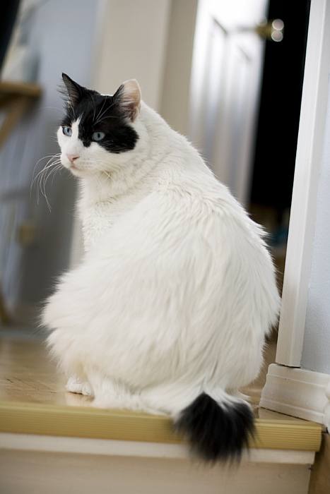 Японский бобтейл, фото породы кошки фотография