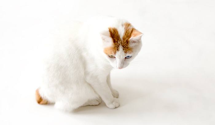 Японский бобтейл, фото кошки фотография