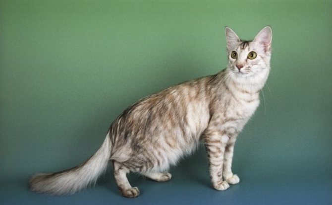 Длинношерстная ориентальная, или европейская яванская кошка (Javanese cat), фото картинки фотография