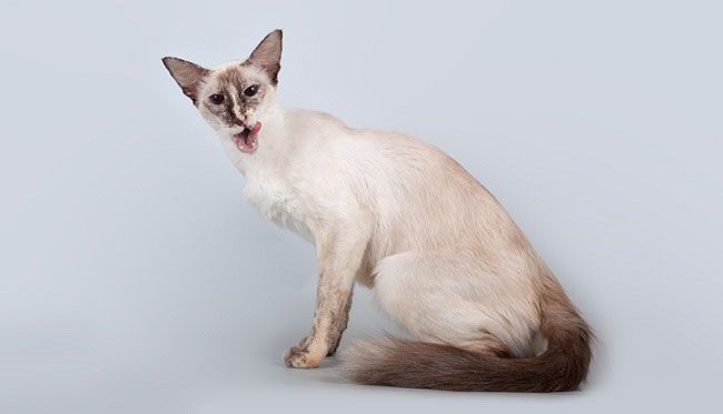 Яванская кошка, или яванез, фото кошки фотография