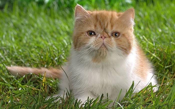 Экзот, экзотическая короткошерстная кошка, фото фотография