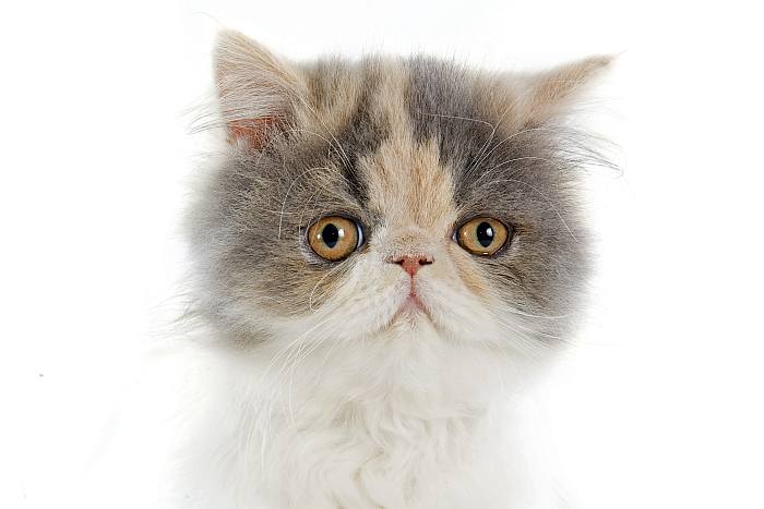 Экзотическая короткошерстная кошка, экзот, фото фотография