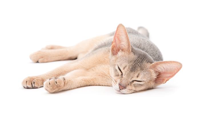 Абиссинский котенок, фото фотография кошки