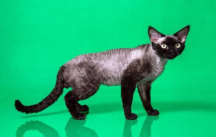 Девон рекс (Devon Rex), фотография фото кошки