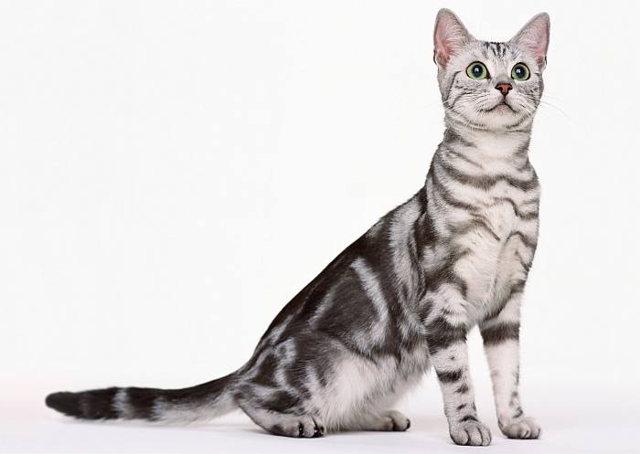 Египетский мау мао, фото фотография кошки