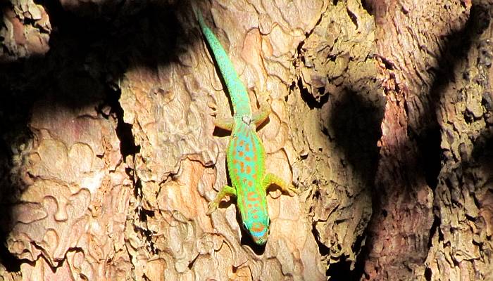Маскаренский дневной геккон (Phelsuma cepediana), фото фотография ящерицы