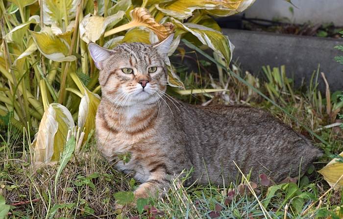 Взрослый кот пиксибоб, фото фотография