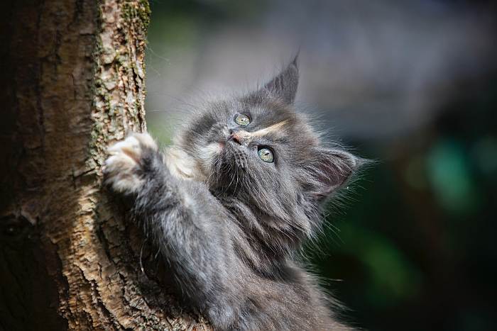 Серый персидский котенок, фото фотография кошки