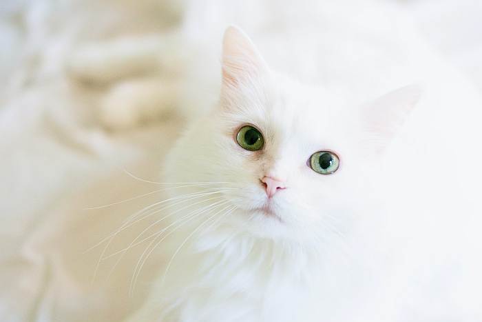 Белая кошка с зелеными глазами, фото фотография кошки