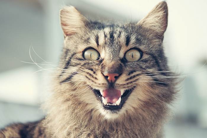 Кошка офигевшая смешная, фото фотография