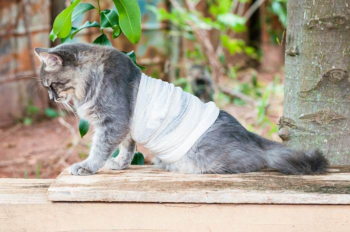 Перебинтованный кот, травмированный кот, фото фотография