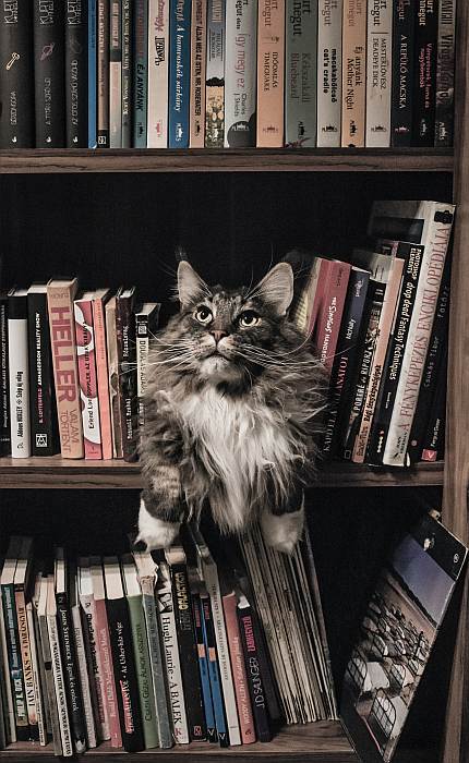 Сибирский кот лежит среди книг, фото фотография кошки